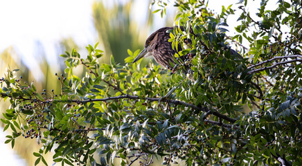 Fototapeta premium Juvenile Night Heron perched in tree at Reid Park, an urban park with two, small ponds, in Tucson, Arizona. 