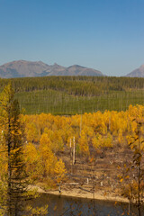 North Fork Flathead River and colorful Fall foliage, Glacier National Park, Montana, USA

