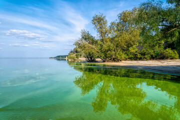 Ecological crisis. Swampy polluted river water