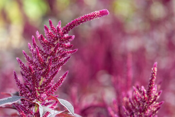 Prince of Wales feather (amaranthus hypochondriacus) plant