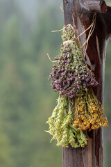 Hanging bunches of medicinal herbs Mountain tea or Sideritis scardica, oreganum vulgare, hypericum androsaemum or tutsan. Harvesting herbal plant. Traditional, alternative medicine. Rural life scene © Elena