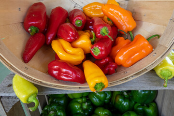 Fresh mix of colored red, orange, and yellow sweet peppers in a bushel basket on a farm stand for sale in near Marshall, Michigan, USA  in September.