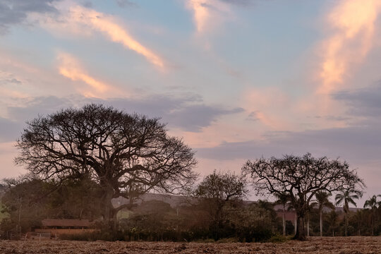 tree in the sunset