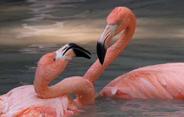 Pink Flamingos Close Up