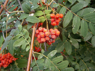 Rowan grows on the street in autumn
