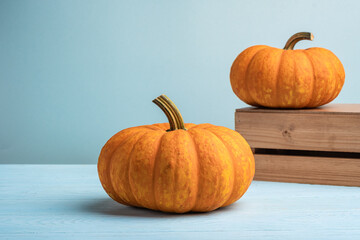 Orange halloween pumpkins with bats, holiday decoration