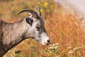 Bighorn sheep bites at wildflowers on autumn slope in Canadian Rockies region at Jasper National Park in Alberta, Canada