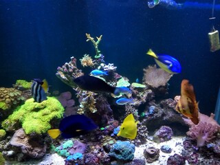 coral reef and fish