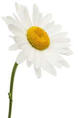 White flower of chamomile, lat. Matricaria, isolated on white background