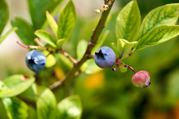 Closeup blueberries on a branch