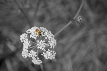 Little bee over a flower