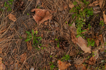 forest ground texture