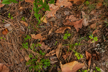 forest ground texture