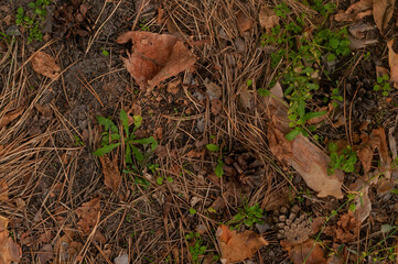 forest ground texture
