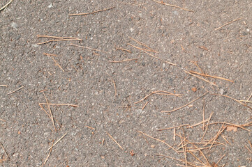 forest ground texture