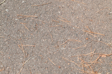 forest ground texture