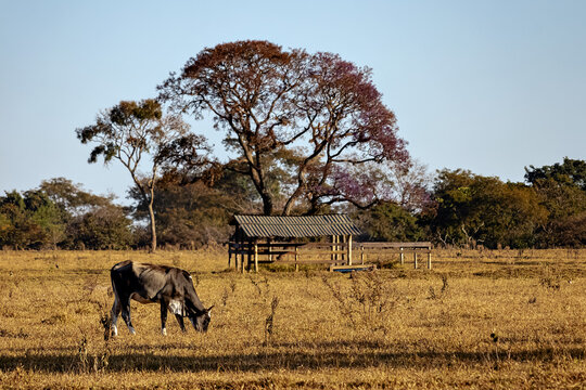 one cow in the field