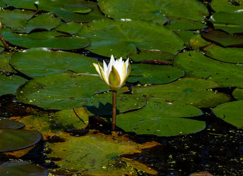 Water Lily In A Pond In Central Massachusetts