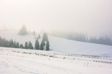 foggy morning weather in wintertime. spruce trees on the snow covered hills. magical nature scenery in cold season