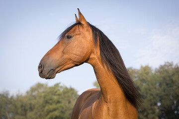 Portrait eines spanischen Pferdes