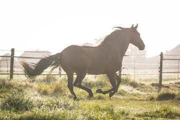 Spanisches Pferd im Morgendunst