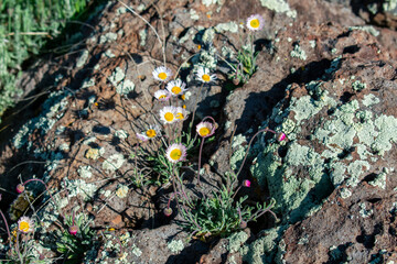 Fleabane Growing Out of Rocks