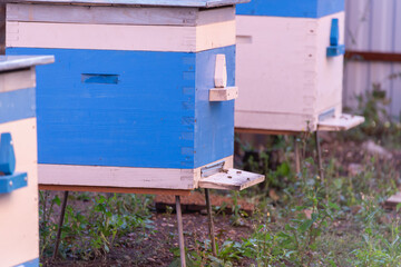 Fototapeta na wymiar A hive for bees in an apiary.