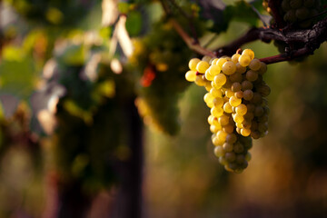 A grape vine illuminated by the sunlight of a setting sun