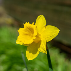 Spring Daffodil