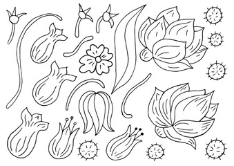 Floral illustration in hand draw style