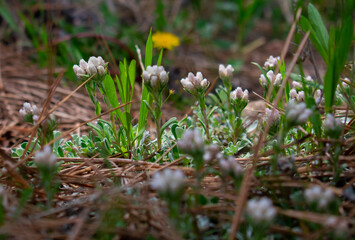 Rocky mountain pussytoes