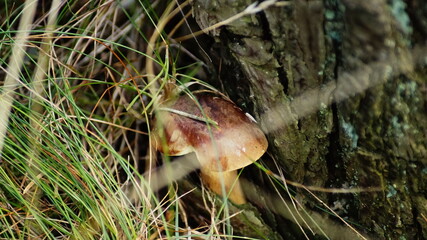 mushroom in the forest