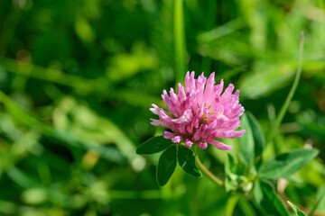 Close-up clover purple flower on green background.