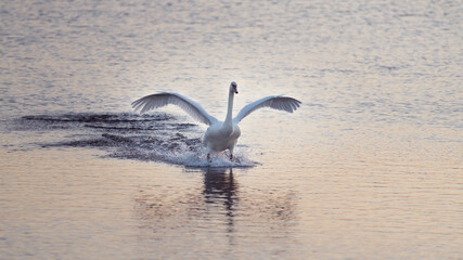 cygne 