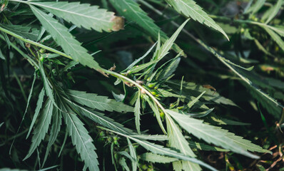 Green fresh leaves of cannabis plant