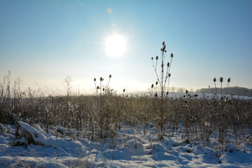 Wild teasel in a field in winter landscape  with tall snow and  at sunrise