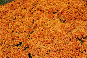 Decorative chrysanthemum with deep orange flowers bloom like carpet in fall
