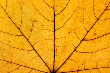 Macro photo of Autumn Foliage. Yellow and golden Maple Leaf texture close up