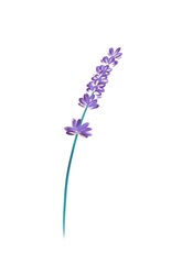 Drawn lavender branch, decor element