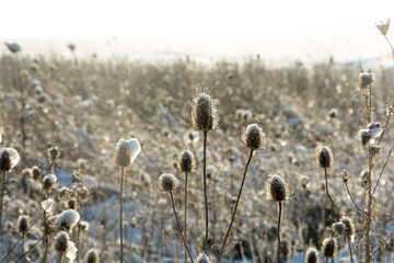 Wild brown teasel on  field in winter with snow