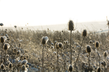 Wild teasel on  field in winter with snow