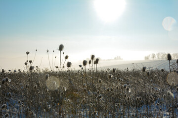 Lots of wild teasel  in winter landscape  with snow , sun and  lens flares