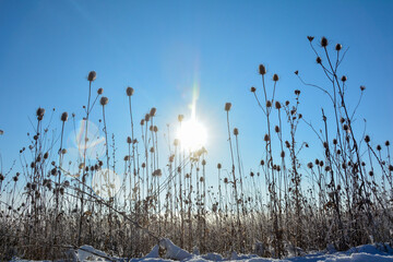 Obraz premium Wild teasel in a field in winter with snow , sun , blue sky and lens flares