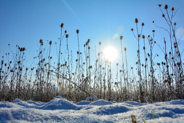 Wild teasel  on  a   field in winter with snow,  sun  and blue sky