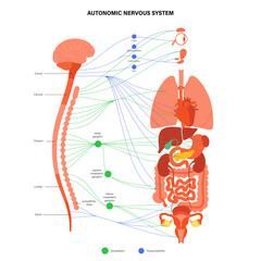 Autonomic nervous system - obrazy, fototapety, plakaty