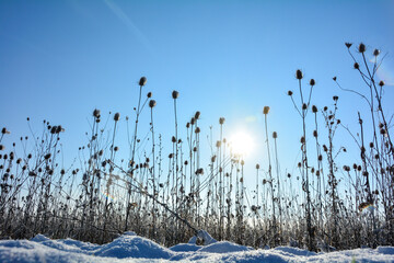 Wild teasel  on  a   field in winter with snow, at sunrise  and blue sky