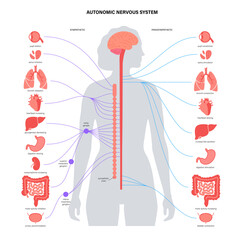 Autonomic nervous system - 456603604