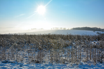 Winter Landscape with snow, teasel, sun and blue sky in the morning