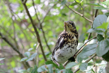 A thrush chick sits on a branch. Bird in the garden. 