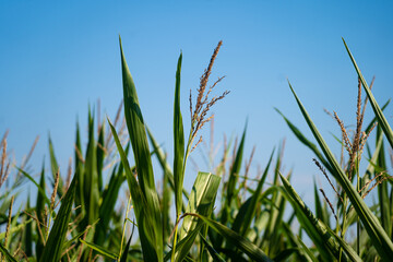 Obraz premium Agribusiness and agriculture, farmland in France Brittany region. Green corn crop field in northern France in Bretagne. Cereals and forage crops corn. agricultural land under organic production
